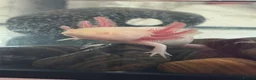Axolotl reptiles for sale: Axolotl - Advert 1