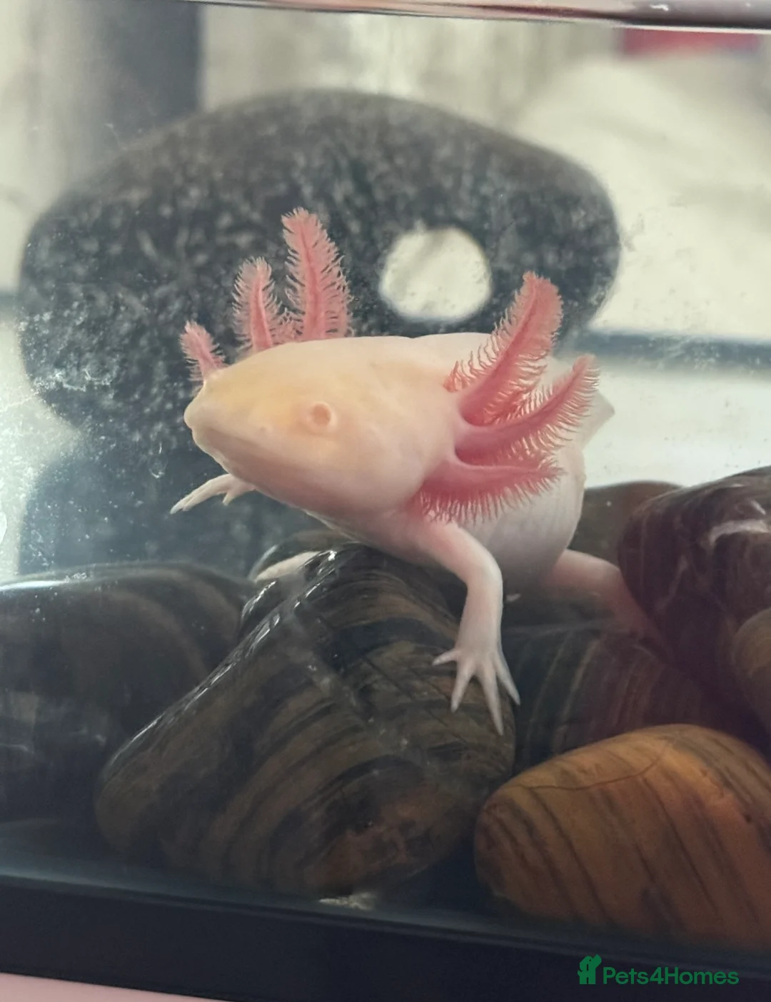 Axolotl reptiles for sale: Axolotl - Advert 1