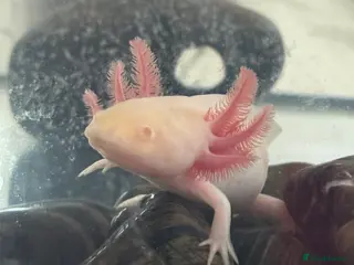 Axolotl reptiles Axolotl - Advert 10