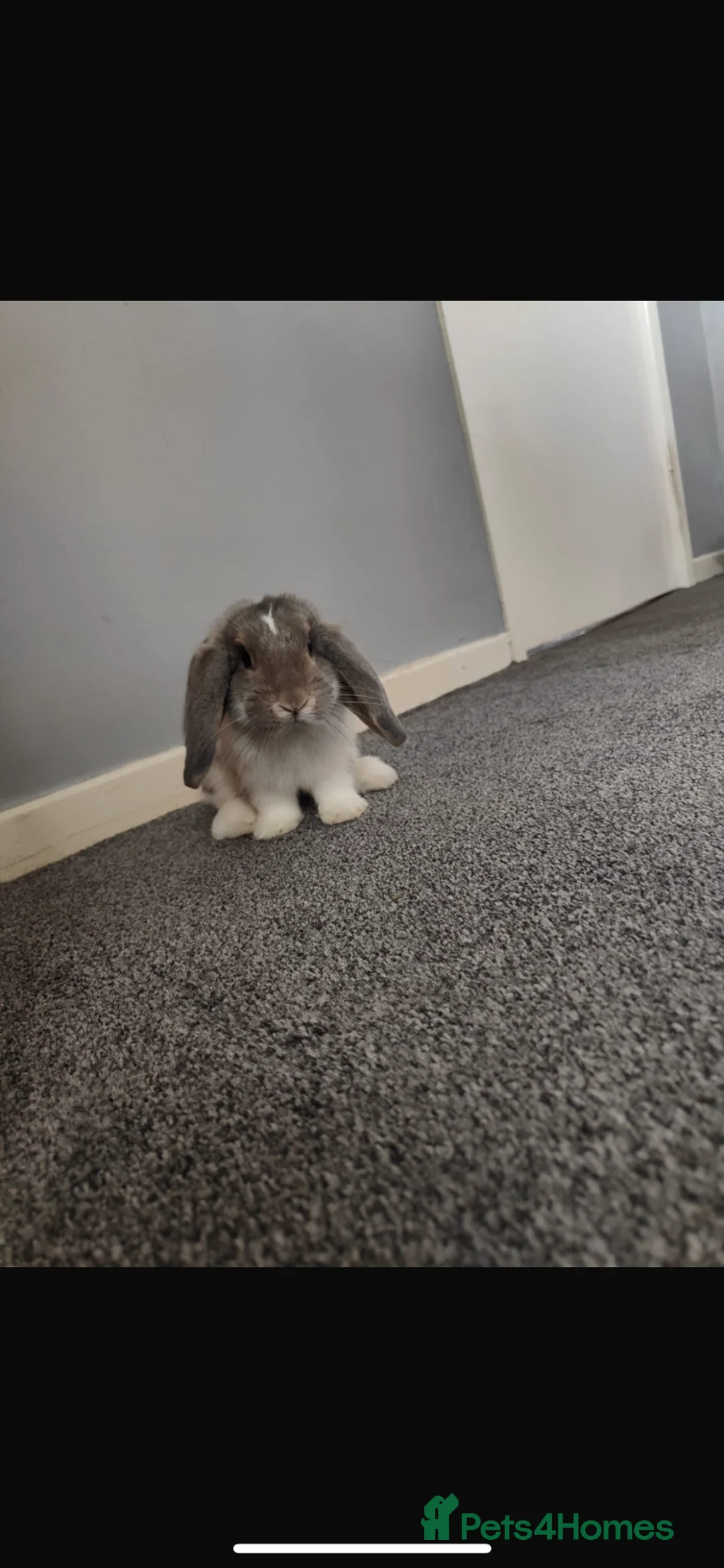 Mini Lop rabbits for sale: Male Mini Lop Rabbit - Advert 2