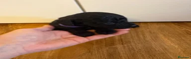 Cockapoo 2