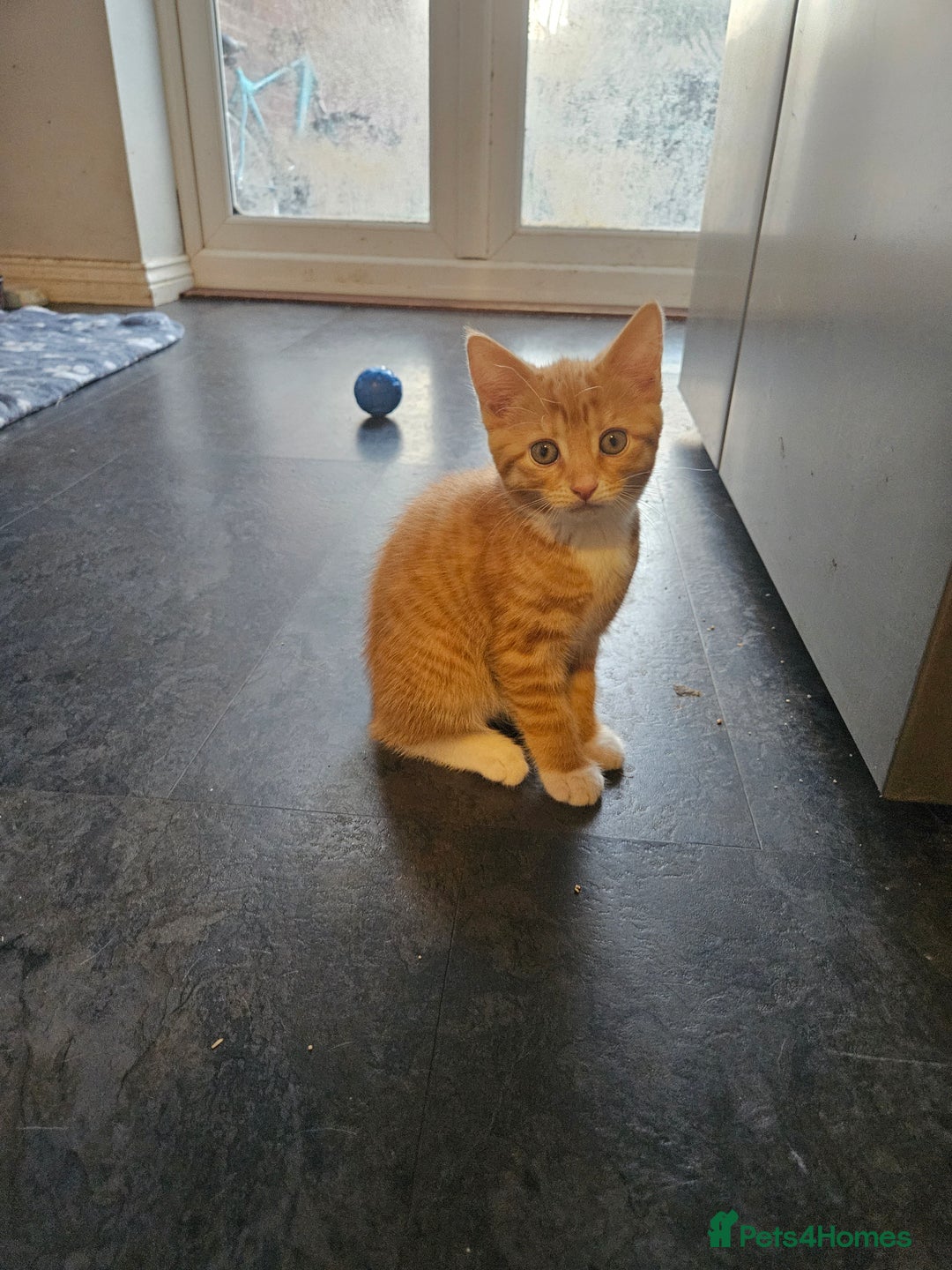 Domestic Shorthair cats for sale: 2 cute kittens - Image 3