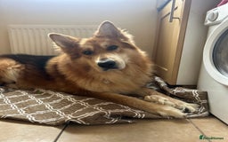 German Shepherd dogs for stud: German shepherd male for stud - Image 6