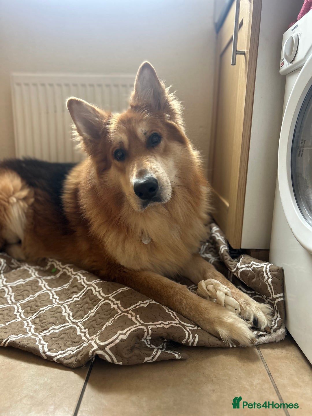 German Shepherd dogs for stud: German shepherd male for stud - Image 6