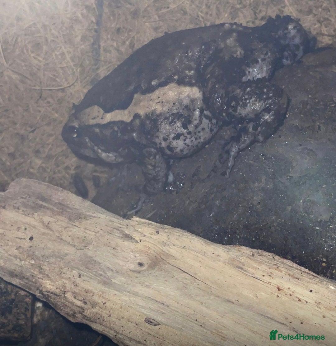 Frog reptiles for sale: Chubby frog - Banded Bullfrog - 1 year old female - Advert 7