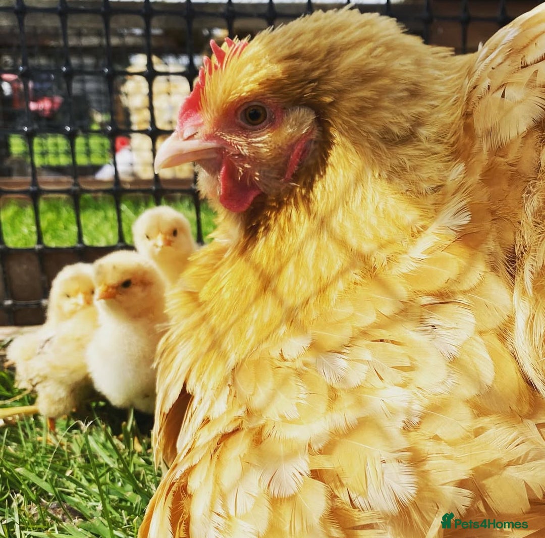 Chickens poultry for sale: Hatching eggs, Chicks & Ducklings - Image 9