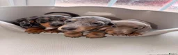 Dachshund dogs for sale: Dachshund  - Advert 12