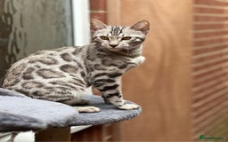 Bengal cats for sale: Beautiful Silver Bengal female - Tica optional  - Image 9