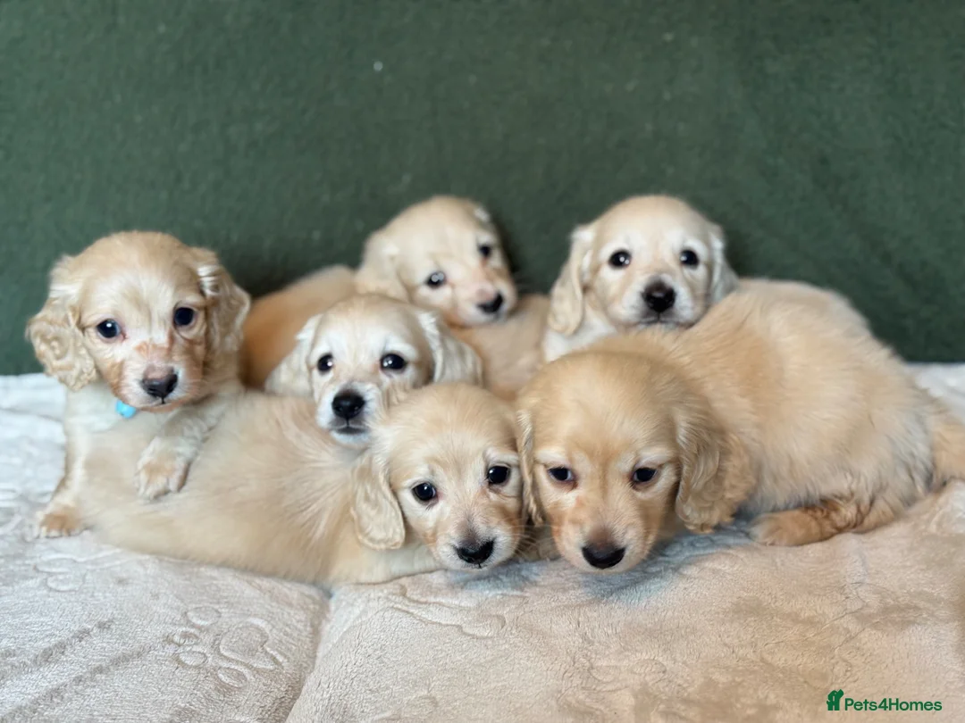 Miniature Dachshund dogs for sale: Cream long haired dachshund   - Advert 1