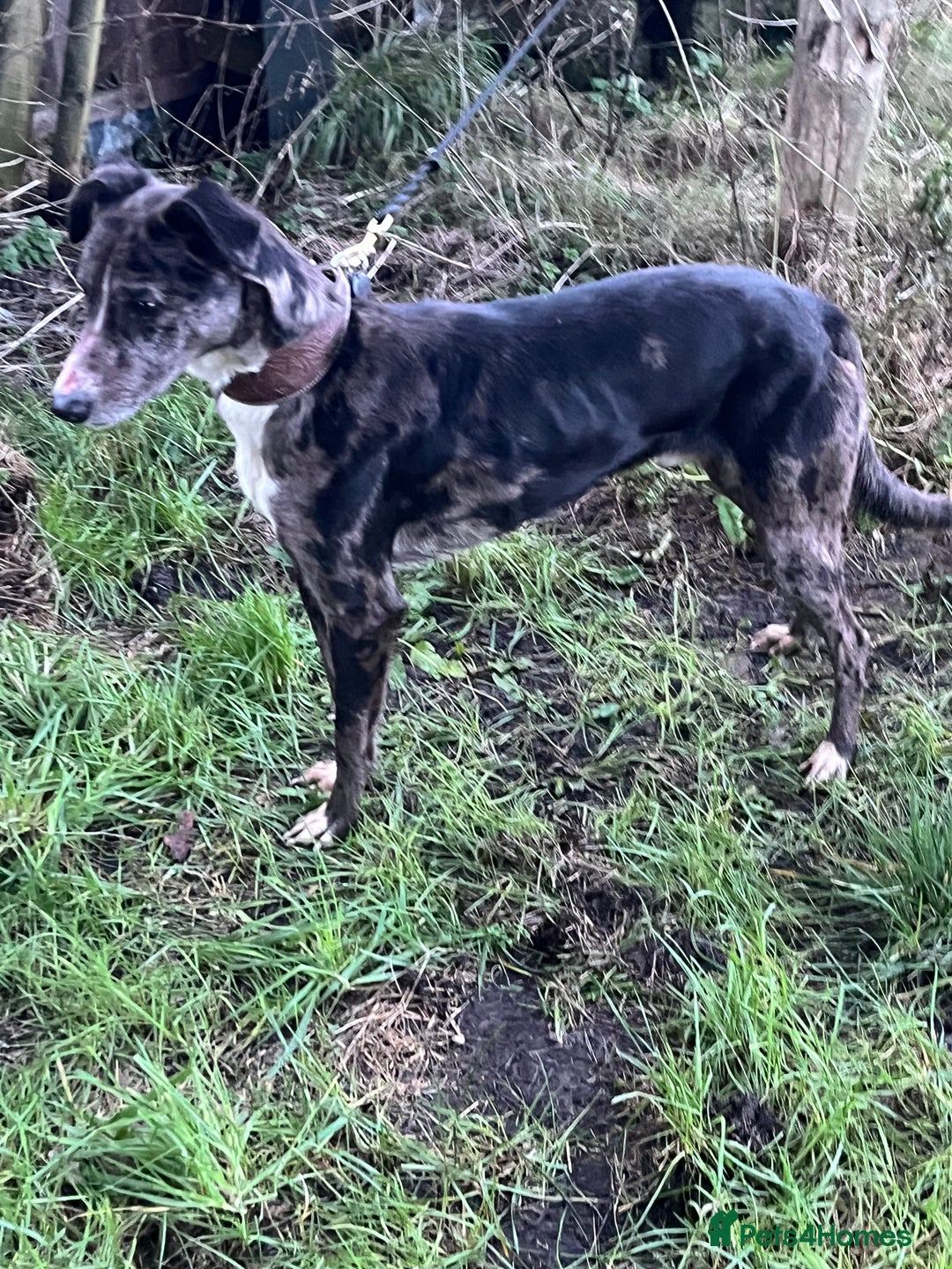 Lurcher dogs for stud: Gorgeous Blue Merle dog  - Advert 8