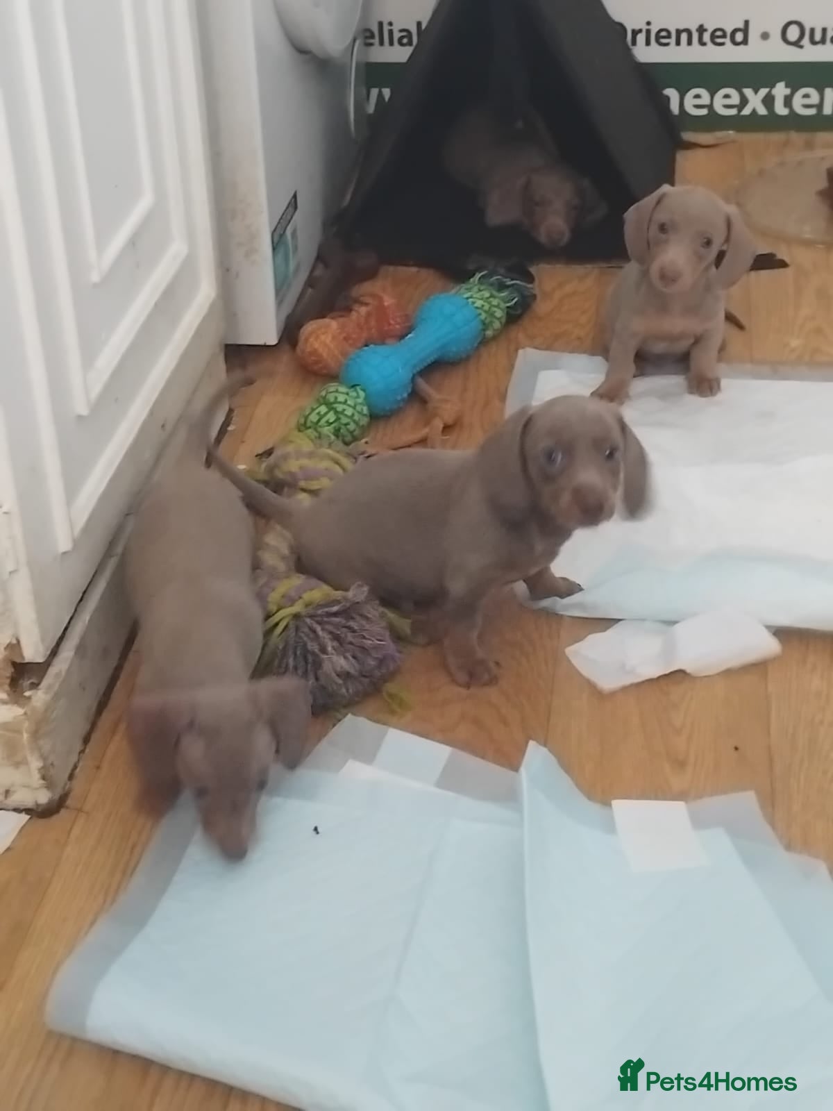Dachshund dogs 6 little dachunds for sale  - Advert 12