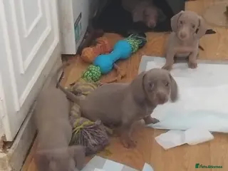Dachshund dogs 6 little dachunds for sale - Advert 2