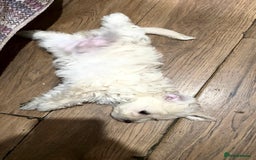 Maltese dogs for sale: Little Mia looking for forever home  - Image 11