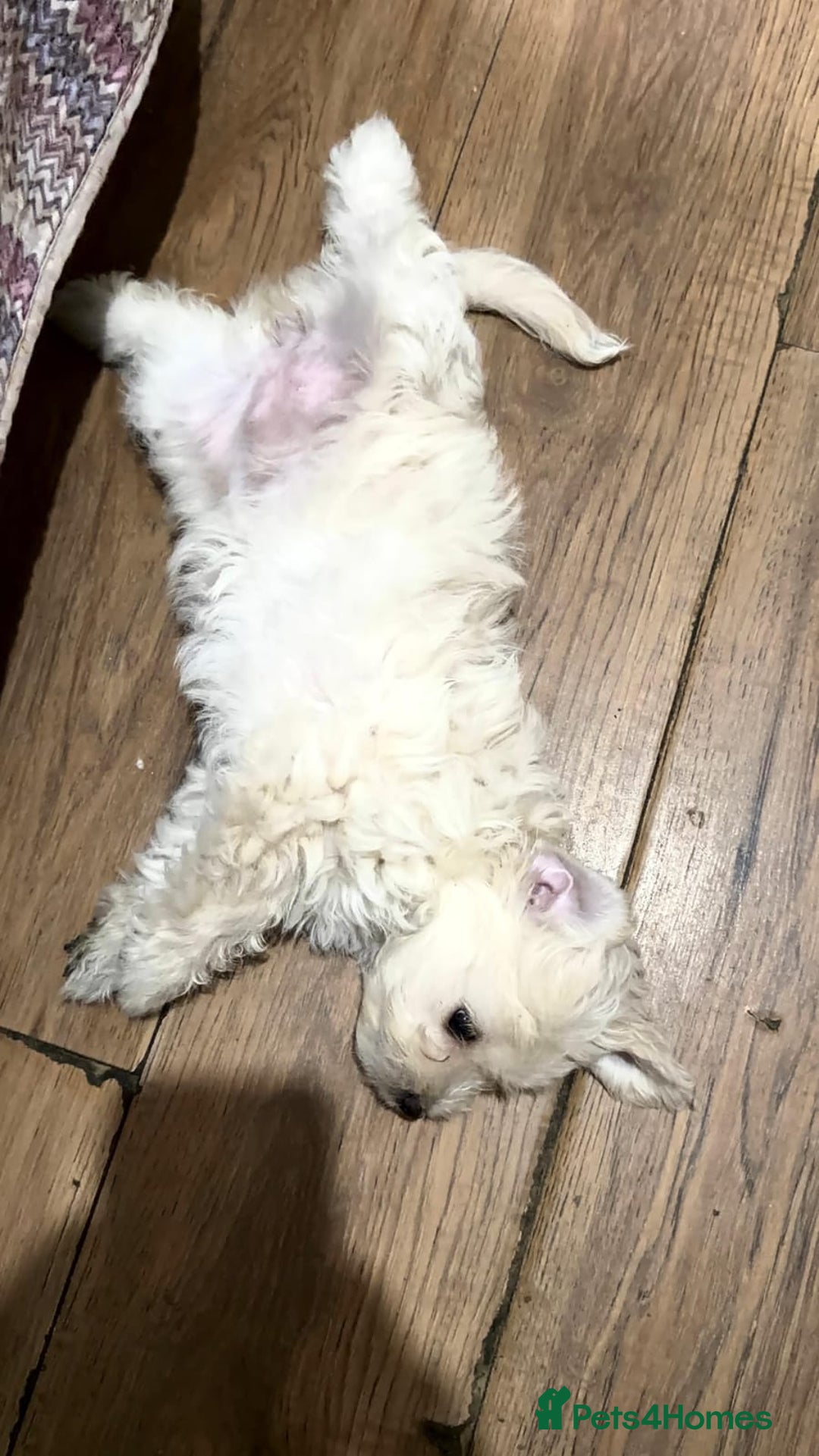 Maltese dogs for sale: Little Mia looking for forever home  - Image 11