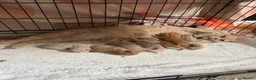 British Shorthair cats for sale: British short hair X - Advert 9