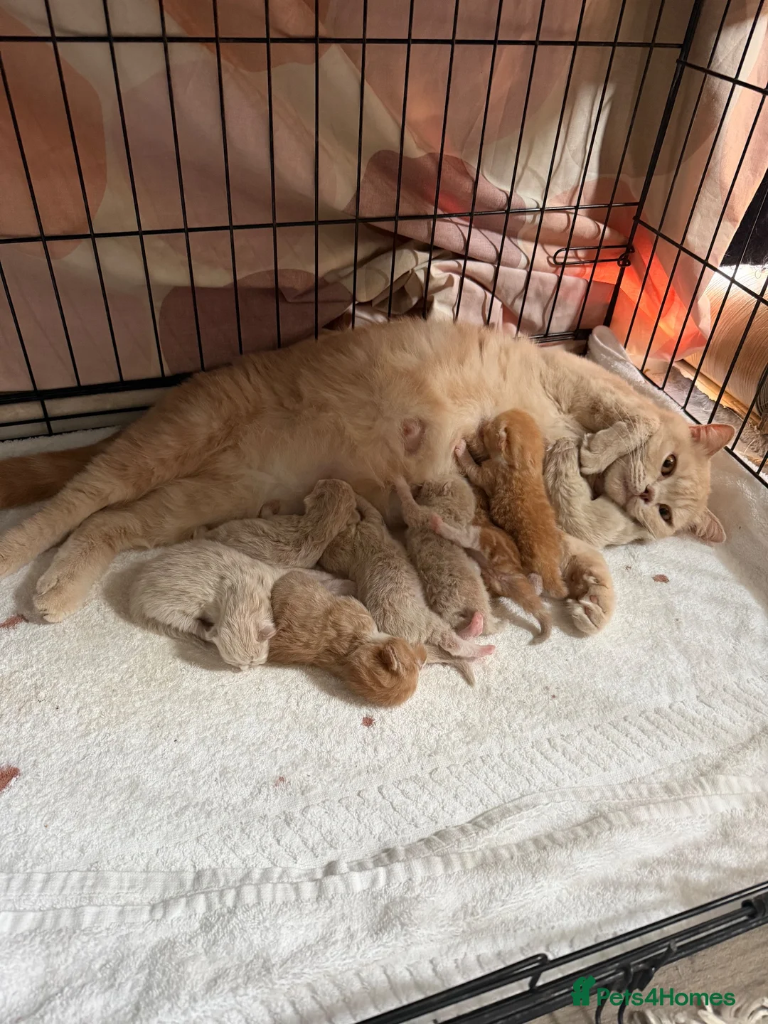 British Shorthair cats for sale: British short hair X - Advert 9