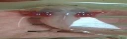Axolotl reptiles for sale: Baby axolotls - Advert 14