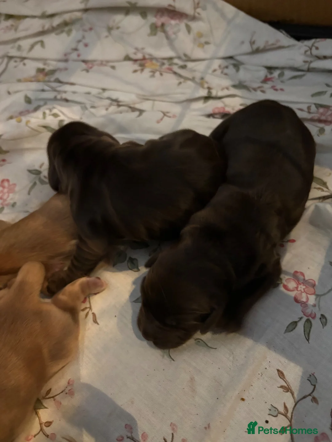 Cocker Spaniel dogs for sale: Show Type Cocker Spaniels  - Advert 5