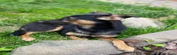 Mixed Breed dogs for adoption: ❤️🐶 GINA – GENTLE PEOPLE, PLAYFUL DOGS in Burton-on-Trent - Advert 11