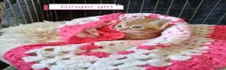 Mixed Breed cats for sale: Ginger kittens 3 girls 3 boys - Advert 8