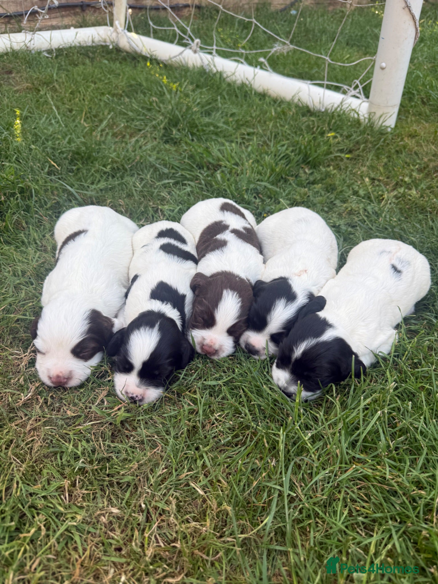 English Springer Spaniel dogs KC REG ESS WORKING PUPS 🐶❤️ - Advert 1