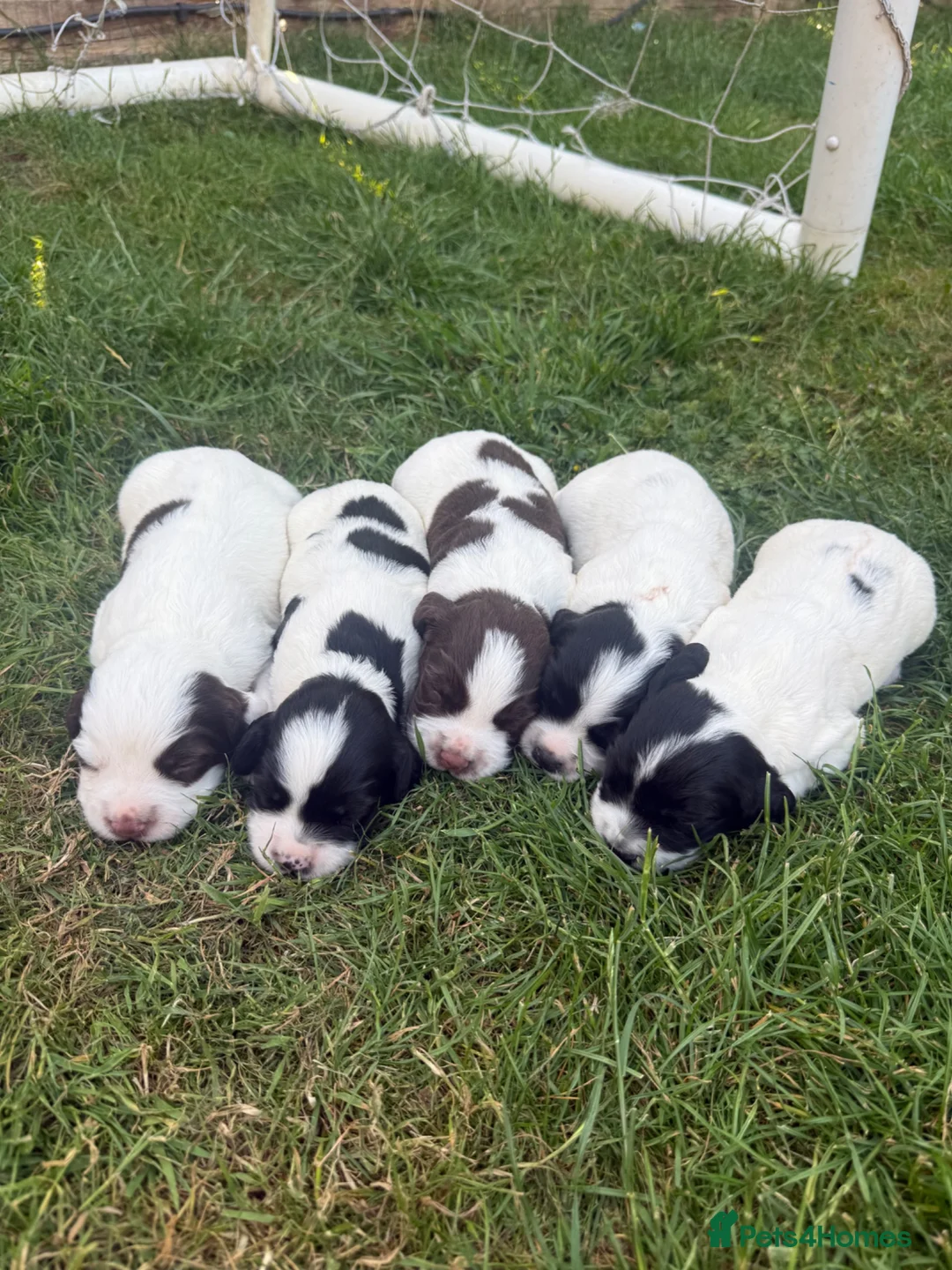 English Springer Spaniel dogs for sale: KC REG ESS WORKING PUPS 🐶❤️ in Sudbury - Advert 1