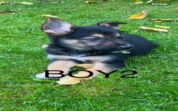 German Shepherd dogs for sale: Big chunky GSD X Collie pups ready now. - Image 2