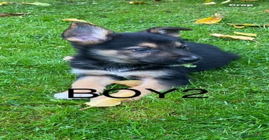 German Shepherd dogs - Advert 8