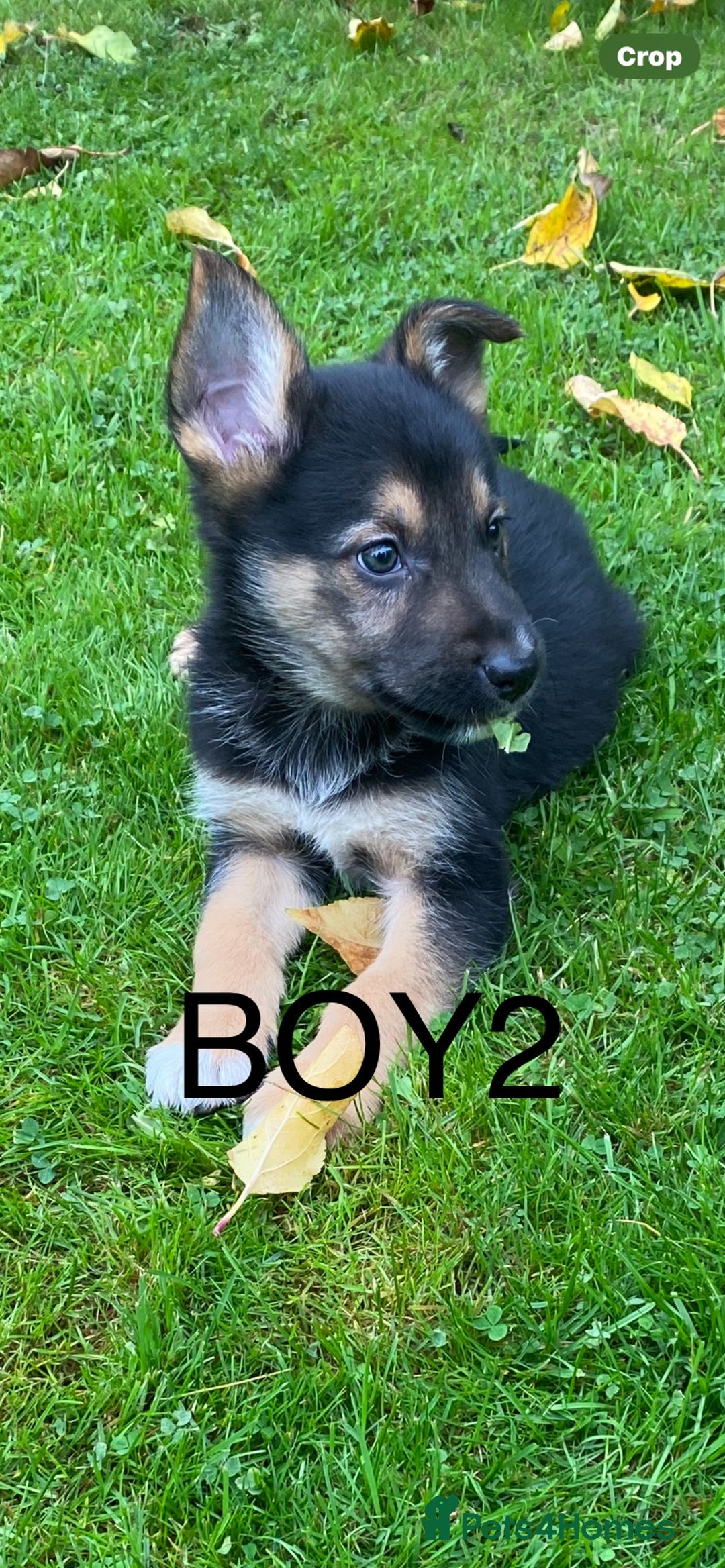 German Shepherd dogs for sale: Big chunky GSD X Collie pups ready now. - Image 2