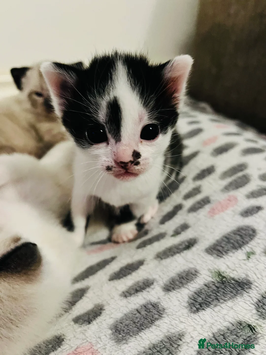 Mixed Breed cats for sale: Gorgeous Snowshoe Siamese Kittens  - Advert 16