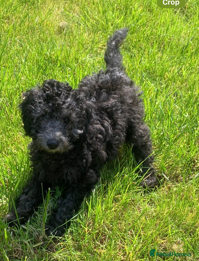 Cockapoo dogs Cockapoo Puppies  - Advert 7