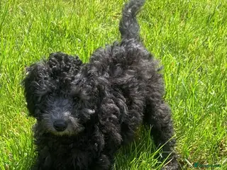 Cockapoo dogs Cockapoo Puppies - Advert 7