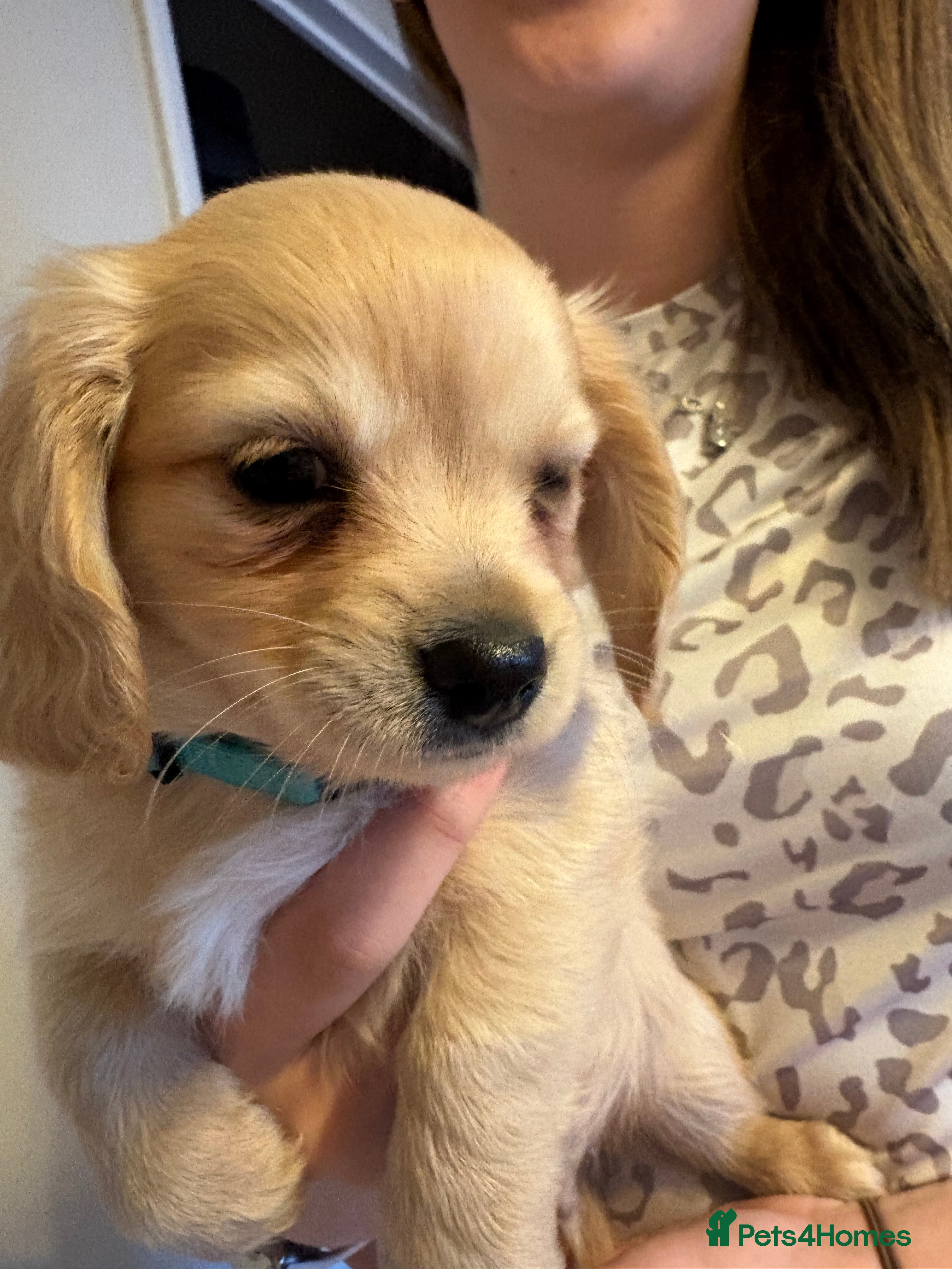Chiweenie dogs Dachshund x chihuaua - Advert 2