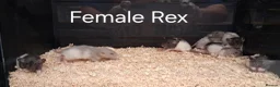 Rat rodents for sale: Baby Dumbo Rat's, Natural , Rex , Nakeds  - Advert 5