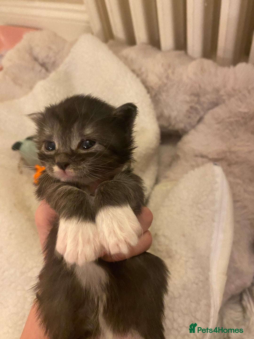 Maine Coon cats for sale: Maine Coon Cross kittens - Advert 12