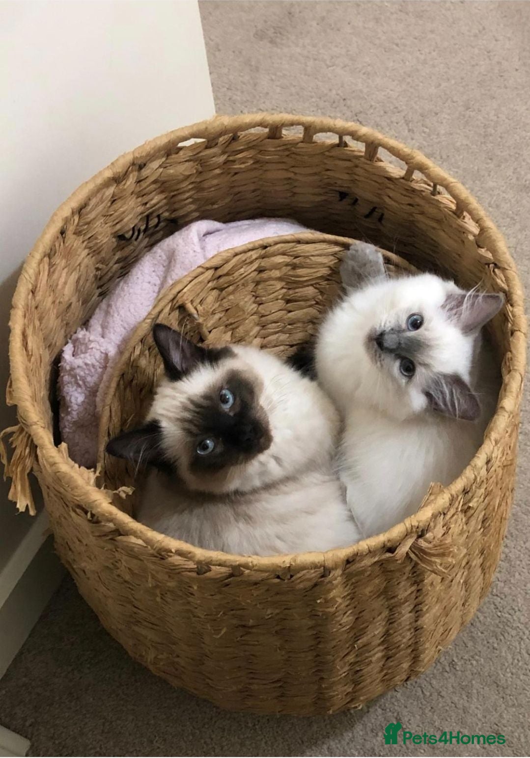 Ragdoll cats 2 Stunning Ragdoll girls  - Advert 1