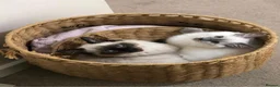 Ragdoll cats for sale: 2 Stunning Ragdoll girls  - Advert 1