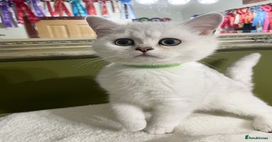 British Shorthair cats - Advert 7