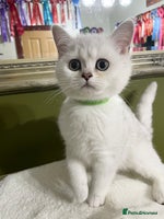 British Shorthair cats - Advert 7