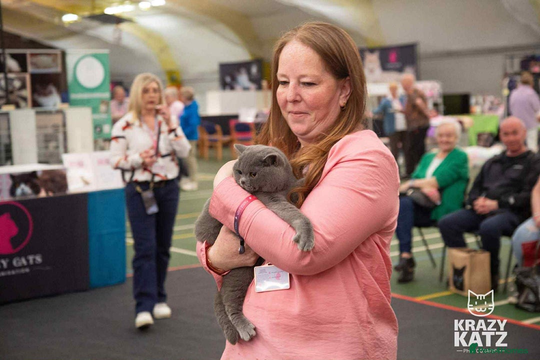 British Shorthair cats for sale: British Shorthair Blue Male - Image 4