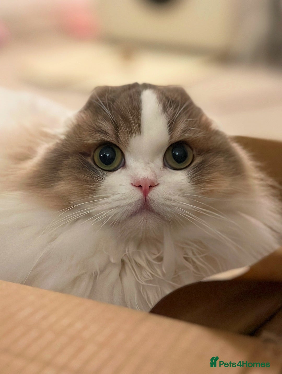 Scottish Fold cats for sale: Beautiful Scottish Fold Girl - Advert 5