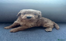 Cockapoo dogs for sale: Cockapoo puppies for sale - Image 7