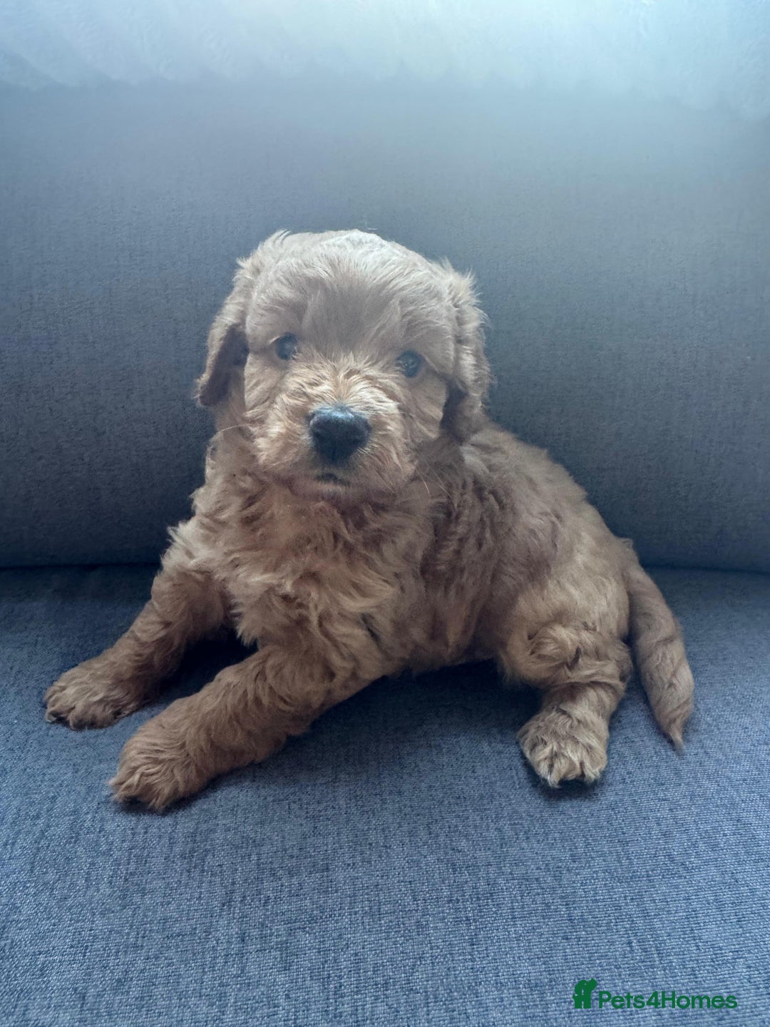 Cockapoo dogs for sale: Cockapoo puppies for sale - Image 7