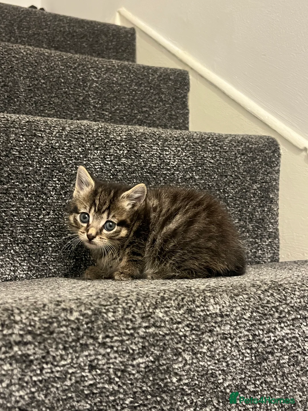 Mixed Breed cats for sale: 2 Female Kittens - Advert 4