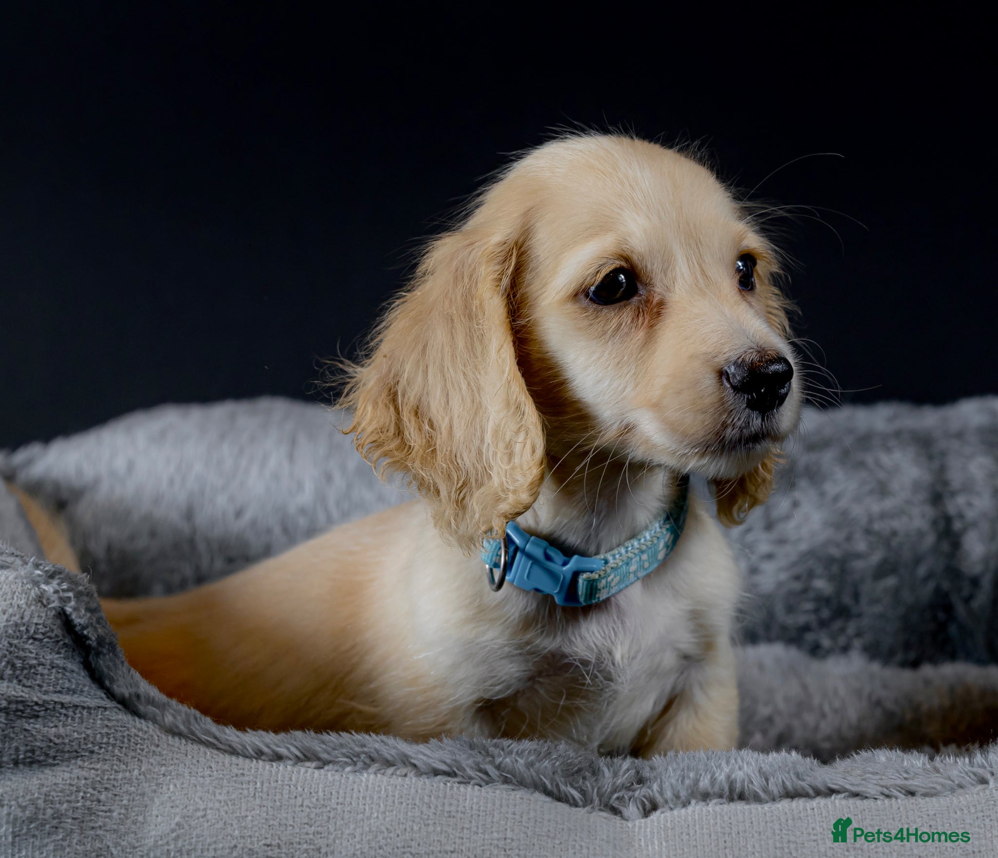 Miniature Dachshund dogs for sale: Exceptional PRA clear champion L/H Dachshund 🤍 - Advert 11