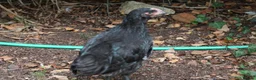 Chickens poultry for sale: 🐥 CHICKS & YOUNG CHICKENS AVAILABLE 🐔 - Advert 12