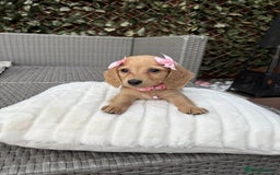 Miniature Dachshund dogs for sale: Long hair cream mini dachshund puppies 30th july in Liverpool - Image 25