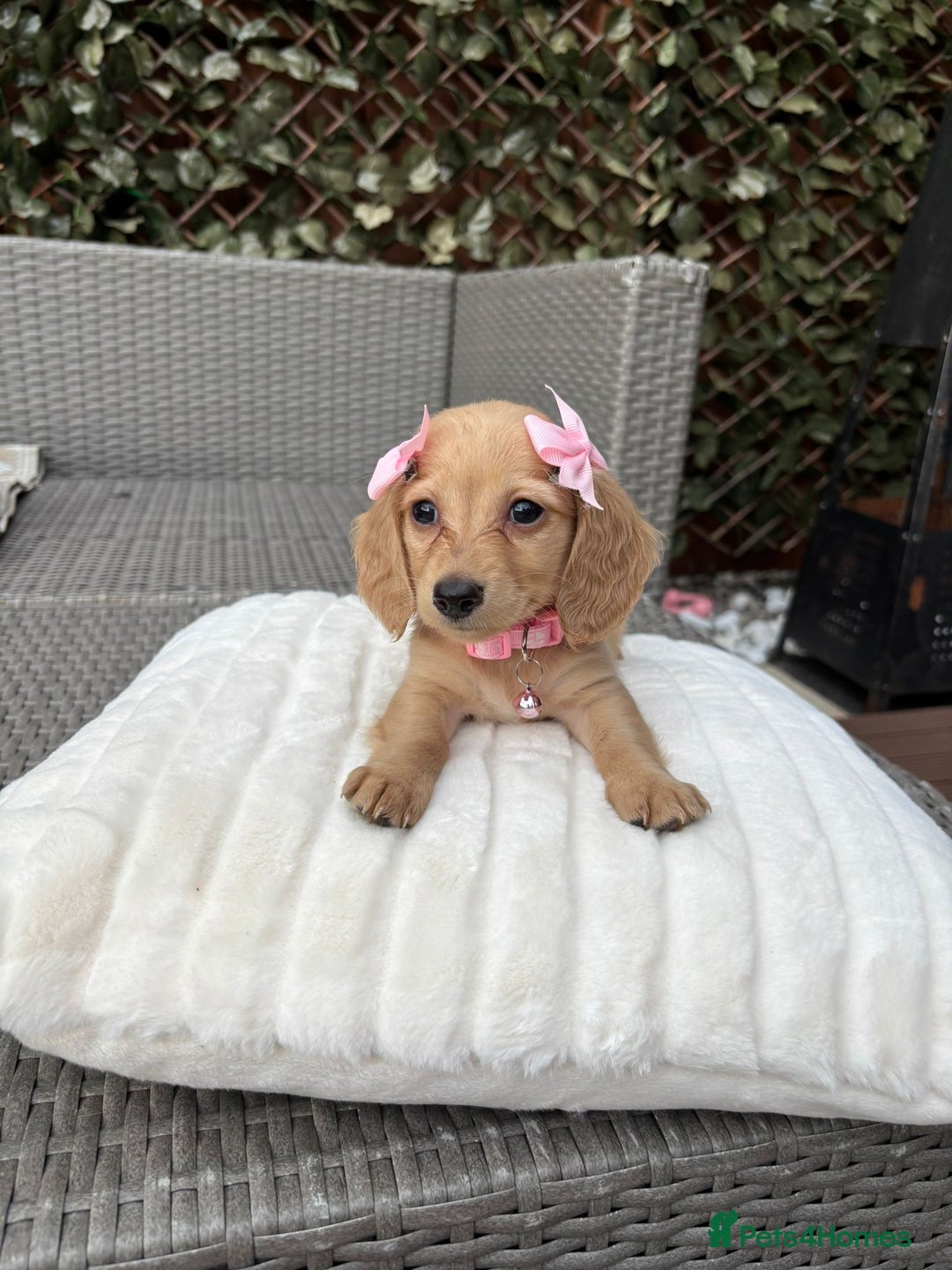 Miniature Dachshund dogs for sale: Long hair cream mini dachshund puppies 30th july in Liverpool - Image 25