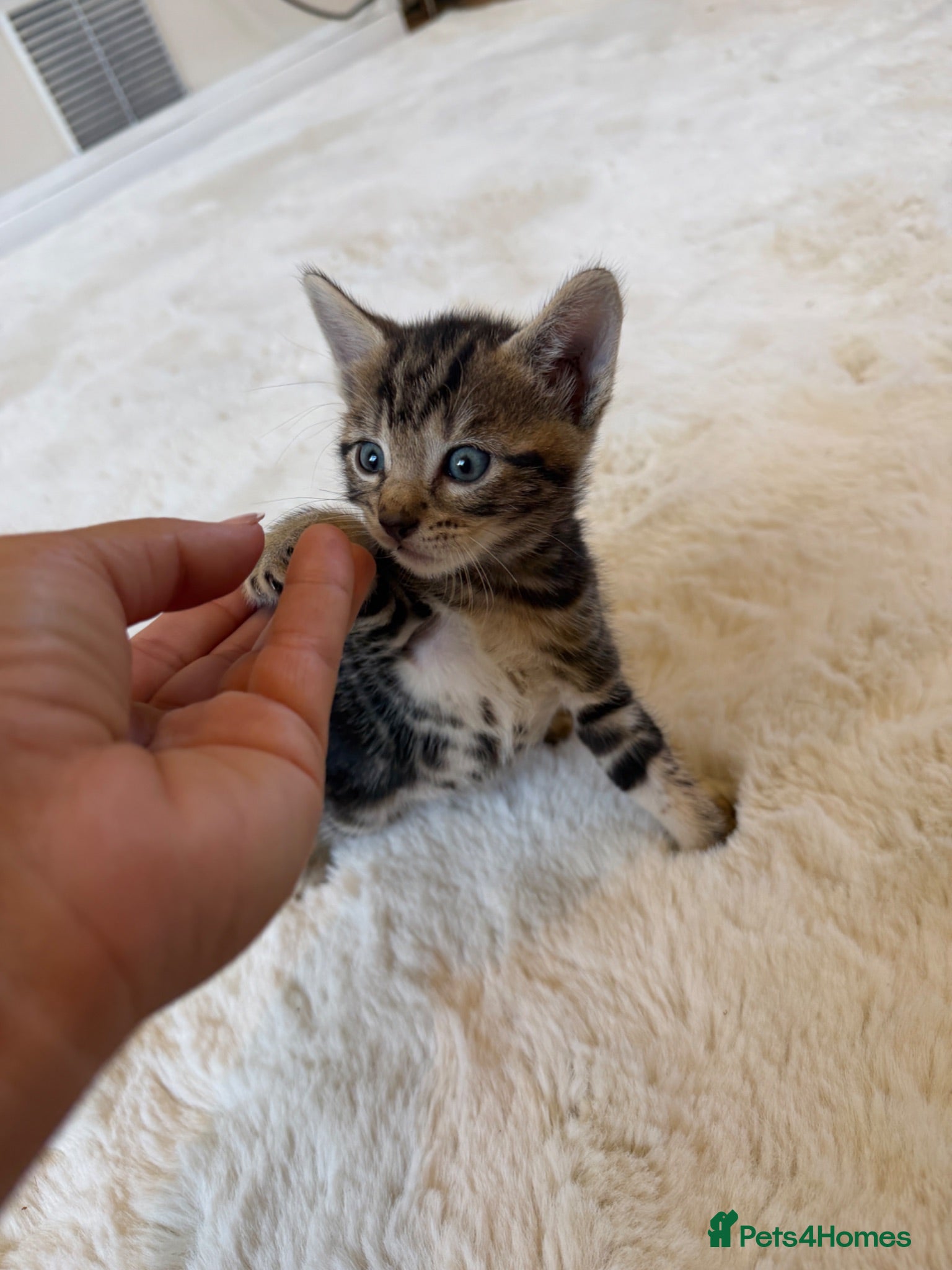 Mixed Breed cats Beautiful bengal/tabby  - Advert 3