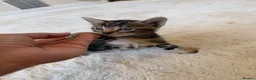 Mixed Breed cats for sale: Beautiful bengal/tabby  in Cheltenham - Advert 1